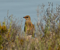 El Pinet